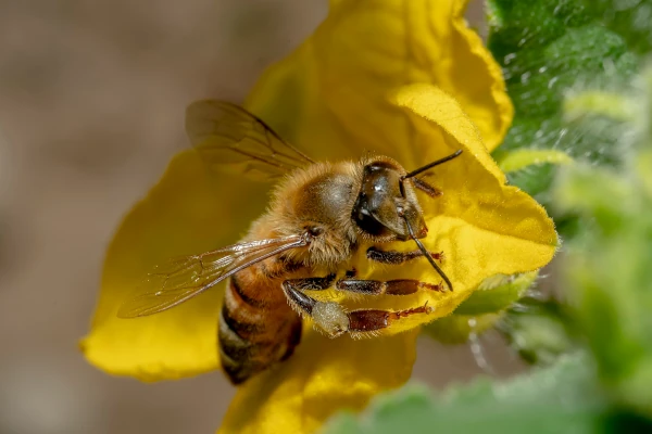 Protéger les pollinisateurs